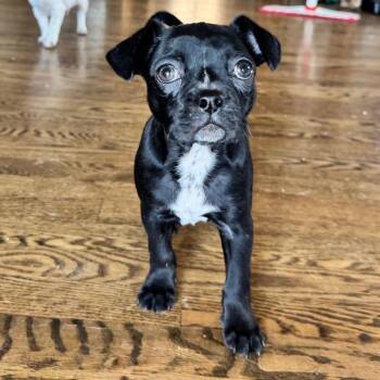 Boston Terrier and Mixed Breed Dogs Available for Adoption - Harla | PetCurious