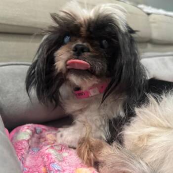 Edna -  Shih Tzu and Maltese Dog for Adoption in Northville, Michigan - Edna | PetCurious