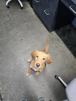 Holly -  Golden Retriever Dog for Adoption in Evansville, Indiana - Holly | PetCurious