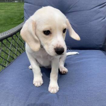 Madeleine/Maddie -  Beagle and Australian Cattle Dog Blue Heeler Dog for Adoption in Shorewood, Illinois - Madeleine/Maddie | PetCurious
