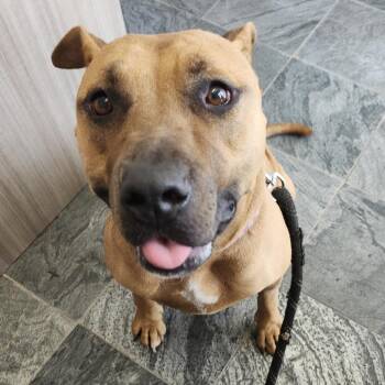 Terrier Dogs Available for Adoption in Clearwater, Florida - Harley Scoobiesha | PetCurious