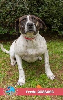 Freda -  Black Mouth Cur Dog for Adoption in Mobile, Alabama - Freda | PetCurious