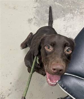 KRUEGER -  Labrador Retriever and Mixed Breed Dog for Adoption in Tallahassee, Florida - KRUEGER | PetCurious