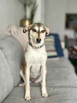 Mixed Breed Dogs Available for Adoption - CRYSTAL | PetCurious