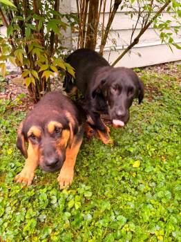 PR Paws : Prim -  Bloodhound and German Shepherd Dog Dog for Adoption in Aurora, Indiana - PR Paws : Prim | PetCurious