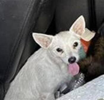 CHARLI -  Terrier Dog for Adoption in San Antonio, Texas - CHARLI | PetCurious