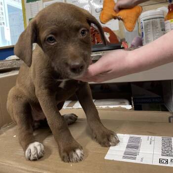 Mixed Breed Dogs Available for Adoption in Eureka Springs, Arkansas - Angela | PetCurious