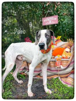 Diablo -  Great Dane Dog for Adoption in Sebring, Florida - Diablo | PetCurious