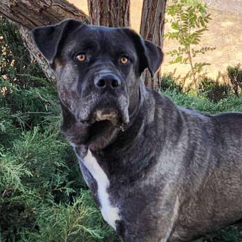Rescue Mastiff Dogs for Adoption in Burbank, California - Asa | PetCurious