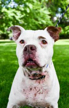 Mac -  Pit Bull Terrier and American Staffordshire Terrier Dog for Adoption in Yakima, Washington - Mac | PetCurious