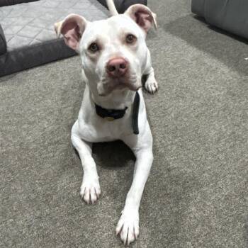 Pit Bull Terrier Dogs Available for Adoption - Casper | PetCurious