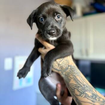 Rescue Retriever and Mixed Breed Dogs for Adoption in Kyle, Texas - VIOLET | PetCurious