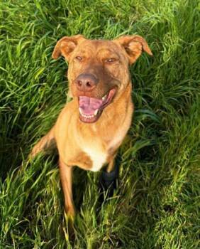 Hazel -  Shepherd and Mixed Breed Dog for Adoption in Visalia, California - Hazel | PetCurious
