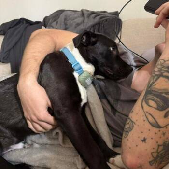 Black Labrador Retriever Dogs Available for Adoption - Mumble PREVIOUSLY GALAPAGOS | PetCurious