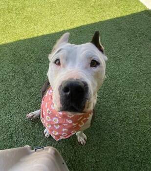 Pit Bull Terrier Dogs Available for Adoption in Fayetteville, Arkansas - Isabella  | PetCurious