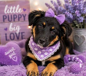 Loretta Lynn -  German Shepherd Dog Dog for Adoption in Ashland, Kentucky - Loretta Lynn | PetCurious