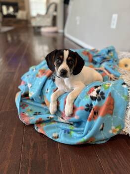 Beagle and Boston Terrier Dogs Available for Adoption in Columbia, Maryland - Oreo | PetCurious