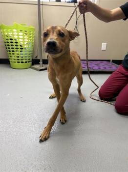 Mixed Breed Dogs Available for Adoption - Bambi | PetCurious