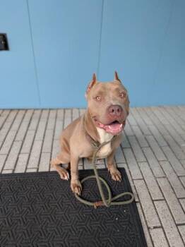 Lady Lasagna -  Pit Bull Terrier and Mixed Breed Dog for Adoption in New Orleans, Louisiana - Lady Lasagna | PetCurious
