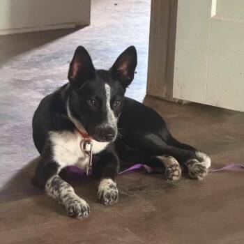 Bonnie -  Cattle Dog and Terrier Dog for Adoption in Bloomfield, Connecticut - Bonnie | PetCurious
