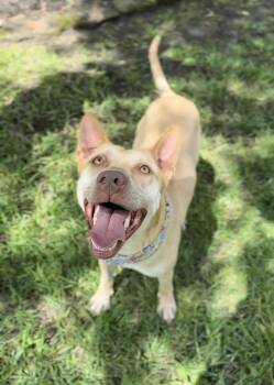 Rescue Carolina Dog and German Shepherd Dog Dogs for Adoption in Humble, Texas - Boogie | PetCurious