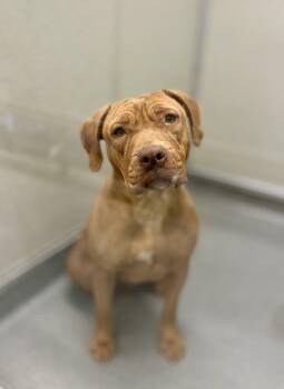 Pit Bull Terrier and Shar Pei Dogs Available for Adoption in Victorville, California - Belly | PetCurious