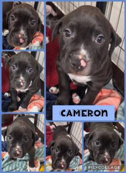 Cameron -  American Bulldog Dog for Adoption in Newport, Kentucky - Cameron | PetCurious