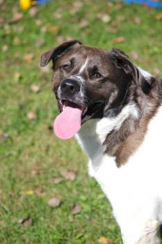 Yeti -  Akita Dog for Adoption in Hayward, Wisconsin - Yeti | PetCurious