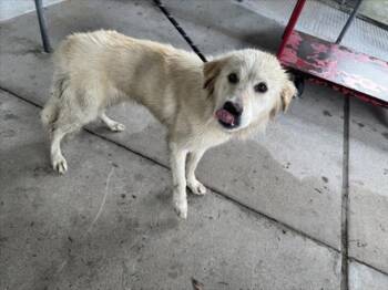 DOLLY PAWTON -  Great Pyrenees Dog for Adoption in Texas City, Texas - DOLLY PAWTON | PetCurious