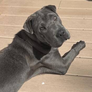 Redbud -  Shar Pei Dog for Adoption - Redbud | PetCurious