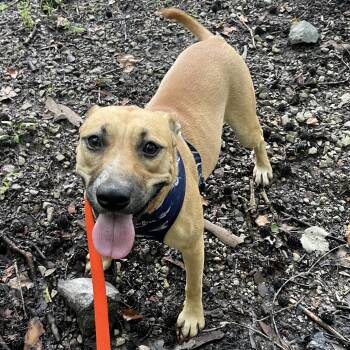 Timber Twinkle -  American Foxhound and Hound Dog for Adoption in Andover, Massachusetts - Timber Twinkle | PetCurious