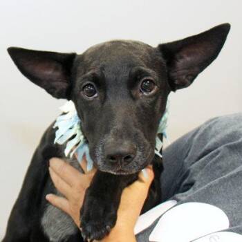 Tuxedo Pete -  Mixed Breed Dog for Adoption in Lansing, Michigan - Tuxedo Pete | PetCurious