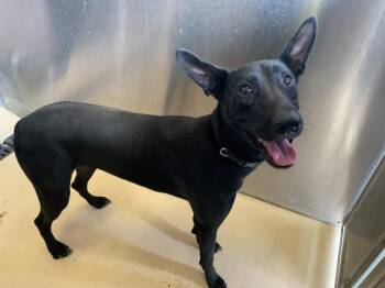 A1936334 -  Belgian Shepherd Malinois Dog for Adoption in Thousand Palms, California - A1936334 | PetCurious
