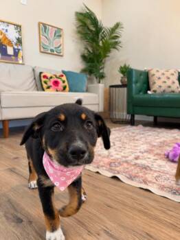 Jazzy June Sweetheart -  Labrador Retriever and German Shepherd Dog Dog for Adoption in Friendswood, Texas - Jazzy June Sweetheart | PetCurious