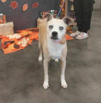 Rescue Boxer Dogs for Adoption in Las Vegas, Nevada - Shelby | PetCurious