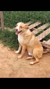 Cattle Dog Dogs Available for Adoption - Holligan | PetCurious