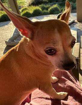 Lilah -  Chihuahua Dog for Adoption in Creston, California - Lilah | PetCurious