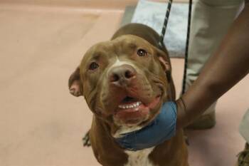 Mixed Breed Dogs Available for Adoption in Columbia, South Carolina - QUIBBLE | PetCurious