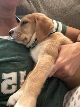 Penne -  Labrador Retriever and Foxhound Dog for Adoption in Greenlawn, New York - Penne | PetCurious