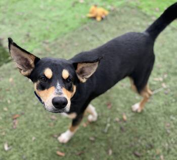 Rescue Shepherd and Husky Dogs for Adoption in Pawleys Island, South Carolina - Max | PetCurious