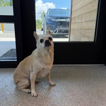 Chihuahua Dogs Available for Adoption in Englewood, Florida - Riley | PetCurious