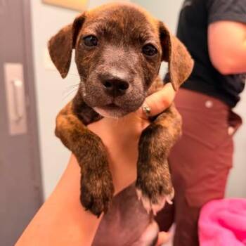 Elena Doo -  Mixed Breed Dog for Adoption in Edwardsville, Illinois - Elena Doo | PetCurious