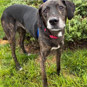 SCR3013 Rocky -  Hound and Mixed Breed Dog for Adoption in Port Washington, New York - SCR3013 Rocky | PetCurious