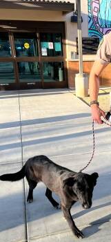 Labrador Retriever Dogs Available for Adoption - Hunter | PetCurious