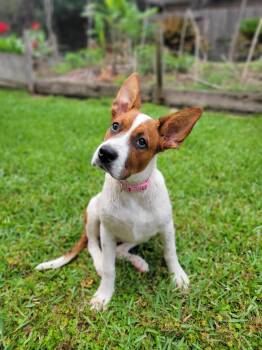 Pointer and Boxer Dogs Available for Adoption in Missouri City, Texas - Harlena WA14303-T | PetCurious