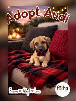 Dachshund Dogs Available for Adoption - Audi | PetCurious
