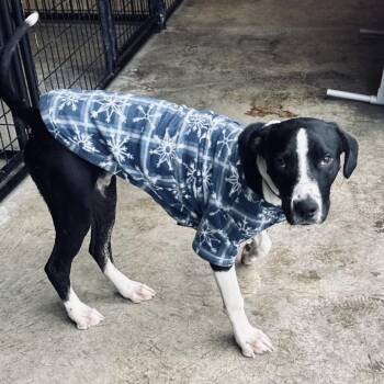 Rescue Labrador Retriever Dogs for Adoption - RASCAL | PetCurious