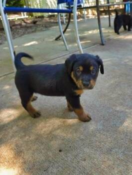 Rottweiler and German Shepherd Dog Dogs Available for Adoption in Wake Forest, North Carolina - Treme | PetCurious