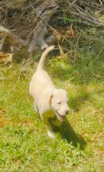 Sugar -  Labrador Retriever Dog for Adoption in Plano, Texas - Sugar | PetCurious