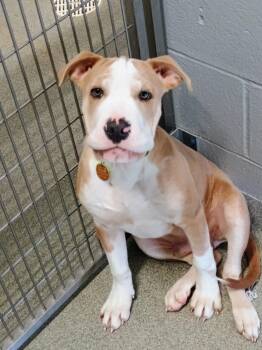 Pit Bull Terrier and Shar Pei Dogs Available for Adoption in New Philadelphia, Ohio - Otis | PetCurious